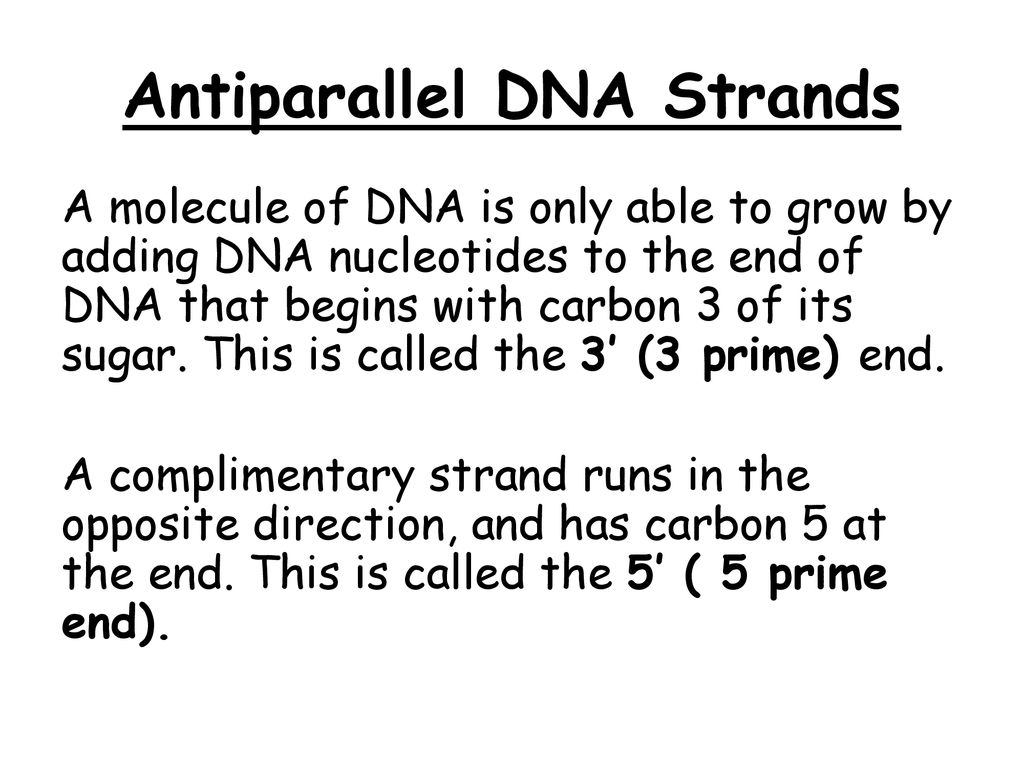 Antiparallel dna on sale strands definition